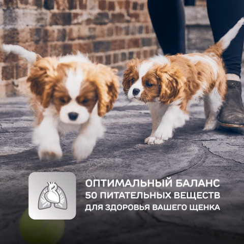 Сухой корм Hills Science Plan для щенков средних пород для поддержания сильного иммунитета, с курицей - 12 кг