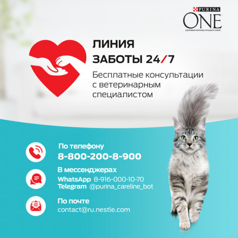 Purina One сухой корм для домашних кошек с индейкой и цельными злаками - 3 кг