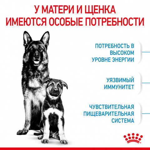 Royal Canin Maxi Starter Mother & Babydog для щенков крупных размеров до 2-месяцев и сук в последней трети беременности и во время лактации - 4 кг
