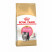 Royal Canin Kitten Persian сухой корм для котят персидской породы от 2 до 12 месяцев, беременных и кормящих кошек - 400 г