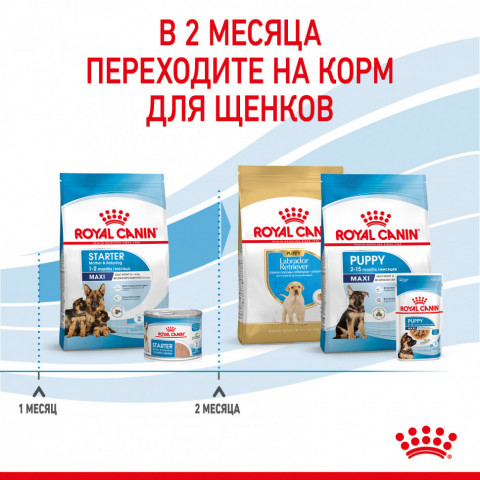 Royal Canin Maxi Starter сухой корм для щенков крупных пород в период отъема до 2 - месячного возраста, беременных и кормящих сук - 15 кг